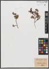 Foto von Salix aurita L. x Salix repens L.